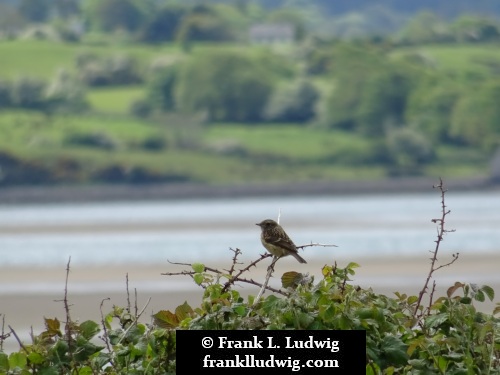 Culleenamore, County Sligo